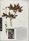 Foto von Salix glandulosa Seemen